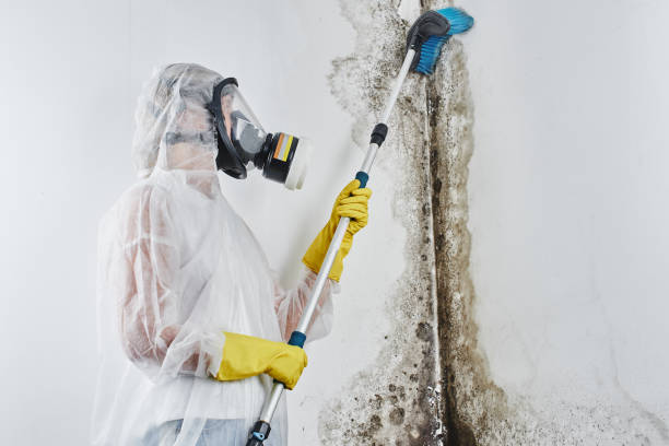  Hoisington, KS Mold Removal Pros