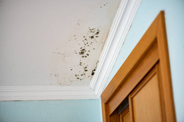Best Black Mold Remediation in Hoisington, KS