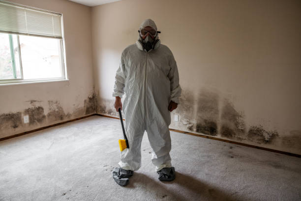 Best White Mold Remediation in Hoisington, KS